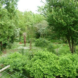 Sumatran tiger exhibit -Bioparc de Doué la Fontaine (2025)