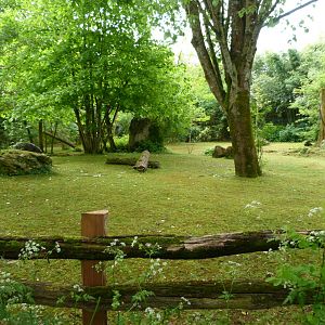 Western pygmy hippopotamus exhibit -Bioparc de Doué la Fontaine (2025)