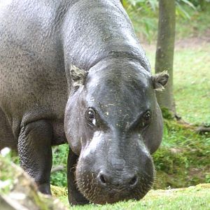 Western pygmy hippopotamus -Bioparc de Doué la Fontaine (2025)