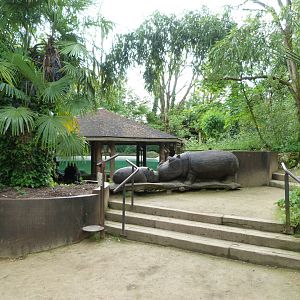 Western pygmy hippopotamus viewing area -Bioparc de Doué la Fontaine (2025)
