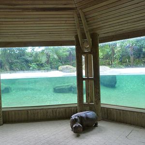 Western pygmy hippopotamus underwater viewing area -Bioparc de Doué la Fontaine (2025)
