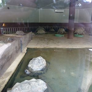 Aldabra giant tortoise and Radiated tortoise exhibit -Bioparc de Doué la Fontaine (2025)