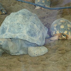 Aldabra giant tortoise and Radiated tortoise -Bioparc de Doué la Fontaine (2025)