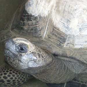 Aldabra giant tortoise -Bioparc de Doué la Fontaine (2025)