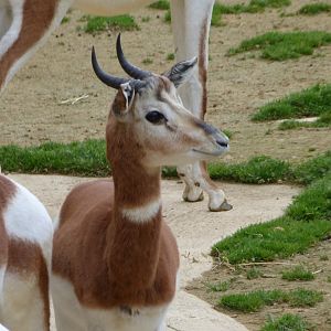 Mhorr gazelle -Bioparc de Doué la Fontaine (2025)