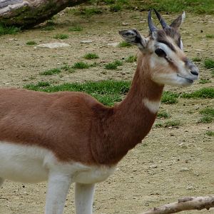 Mhorr gazelle -Bioparc de Doué la Fontaine (2025)