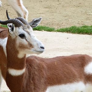 Mhorr gazelle -Bioparc de Doué la Fontaine (2025)