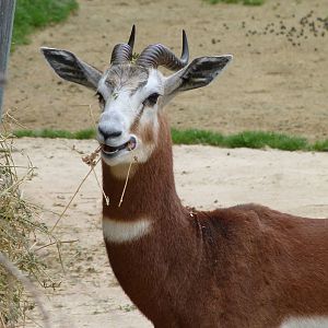 Mhorr gazelle -Bioparc de Doué la Fontaine (2025)