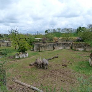 Eastern black rhinoceros, Mhorr gazelle and Helmeted guineafowl exhibit -Bioparc de Doué la Fontaine (2025)