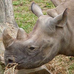 Eastern black rhinoceros -Bioparc de Doué la Fontaine (2025)