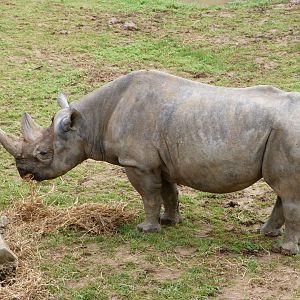 Eastern black rhinoceros -Bioparc de Doué la Fontaine (2025)