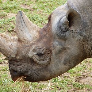Eastern black rhinoceros -Bioparc de Doué la Fontaine (2025)