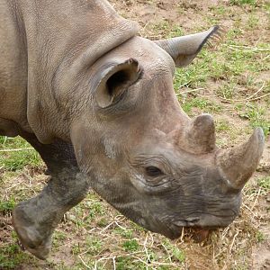 Eastern black rhinoceros -Bioparc de Doué la Fontaine (2025)