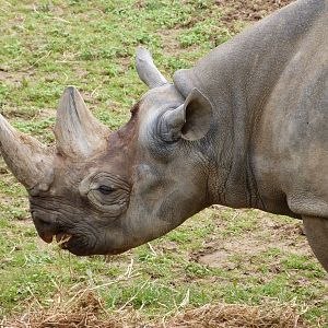 Eastern black rhinoceros -Bioparc de Doué la Fontaine (2025)