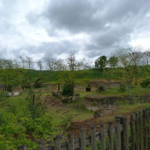 Eastern black rhinoceros, Mhorr gazelle and Helmeted guineafowl exhibit -Bioparc de Doué la Fontaine (2025)