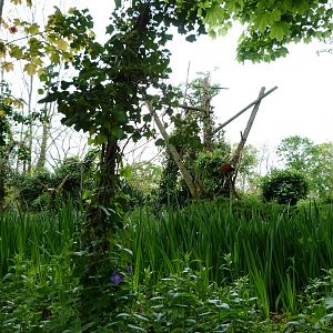 Red ruffed lemur exhibit -Bioparc de Doué la Fontaine (2025)