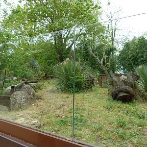 Dwarf mongoose exhibit -Bioparc de Doué la Fontaine (2025)