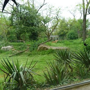Old lion exhibit -Bioparc de Doué la Fontaine (2025)