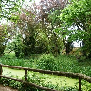 Roloway monkey exhibit -Bioparc de Doué la Fontaine (2025)