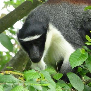 Roloway monkey -Bioparc de Doué la Fontaine (2025)