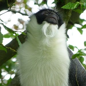 Roloway monkey -Bioparc de Doué la Fontaine (2025)