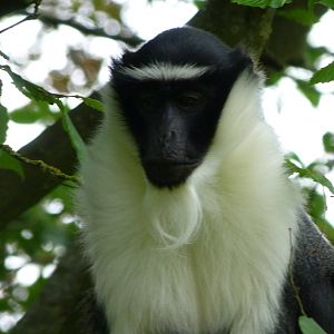 Roloway monkey -Bioparc de Doué la Fontaine (2025)