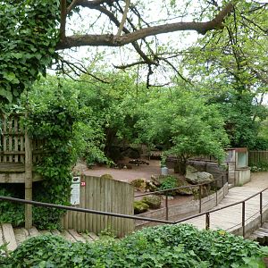 Guinea pig exhibit -Bioparc de Doué la Fontaine (2025)