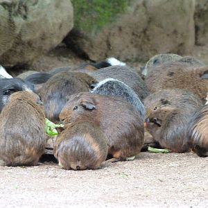 Guinea pigs -Bioparc de Doué la Fontaine (2025)