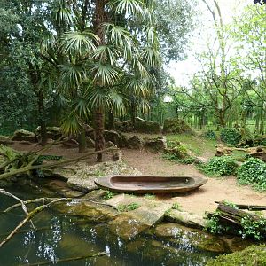 Giant otter exhibit -Bioparc de Doué la Fontaine (2025)