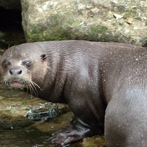 Giant otter -Bioparc de Doué la Fontaine (2025)