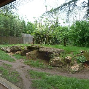 Maned wolf exhibit -Bioparc de Doué la Fontaine (2025)