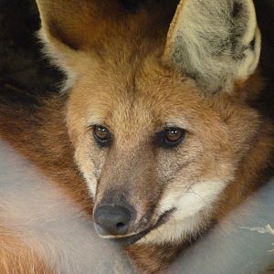 Maned wolf -Bioparc de Doué la Fontaine (2025)