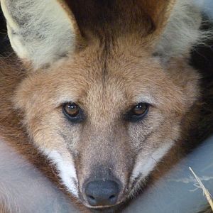 Maned wolf -Bioparc de Doué la Fontaine (2025)
