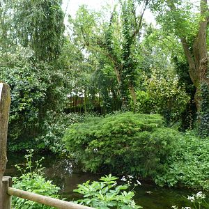 Cotton-top tamarin exhibit -Bioparc de Doué la Fontaine (2025)