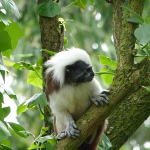 Cotton-top tamarin -Bioparc de Doué la Fontaine (2025)