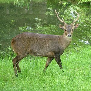 Kuhl's Hog Deer (Axis kuhlii) at Edinburgh Zoo 2008