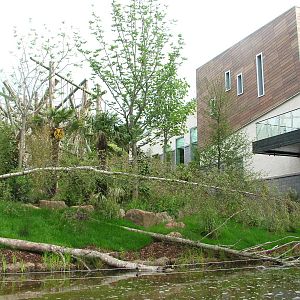 Chimp outdoor exhbit - Budongo at Edinburgh Zoo 2008