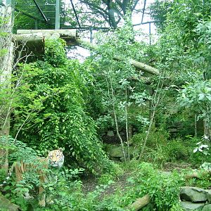 Amur Tiger enclosure at Edinburgh Zoo 2008