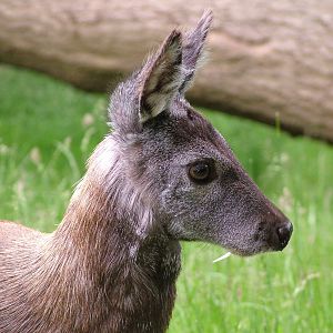 Siberian Musk Deer (Moschus moschiferus) at Edinburgh Zoo 2008