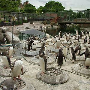Gentoo Penguin colony at Edinburgh Zoo 2008