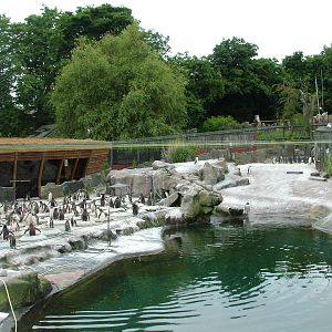 Main penguin pool at Edinburgh Zoo 2008