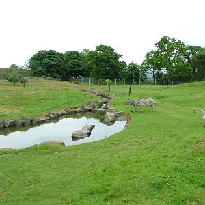 African Plains at Edinburgh Zoo 2008