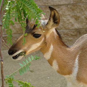 Baby Peninsular Pronghorn at the Los Angeles Zoo
