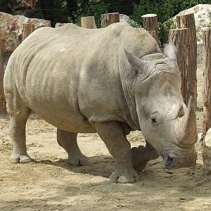 Easy Boy @ Budapest Zoo