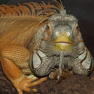 Face to face @ Pécs Zoo & Aquarium-Terrarium, Hungary