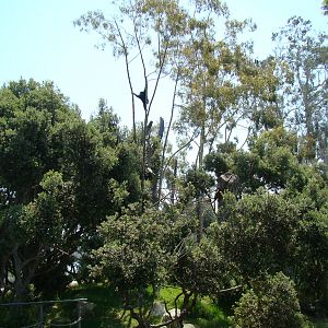 White-handed Gibbon exhibit at the Santa Barbara Zoo