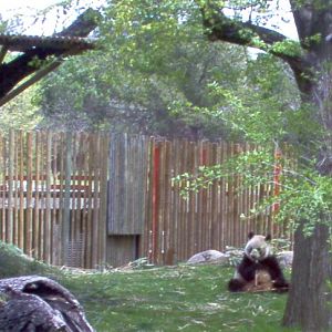 Panda at Madrid Zoo April 2008