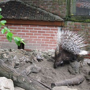 Crested Porcupine