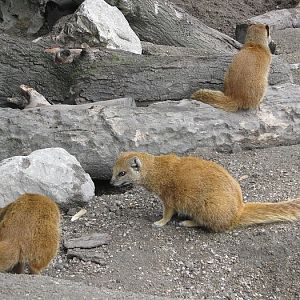 Yellow Mongooses
