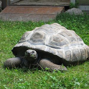 Aldabra Giant Tortoise